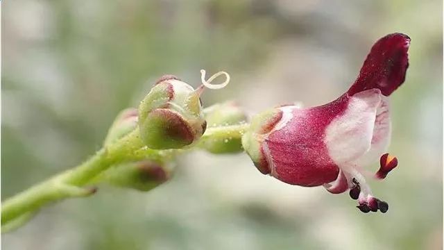 Scrophularia canina subsp. hoppii